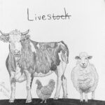 sketch of a cow a rooster and a sheep with the title livestock