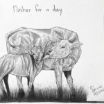 sketch of a mother cow licking her calf with the title mother for a day