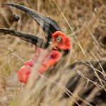 photo of a black and red bird catching a bug in its opened beak