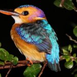 colorful photo of a blue and yellow bird