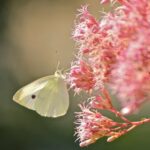 photo of a white butterfly sitting on pink flowers