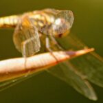 photo of a dragonfly sitting on a branch