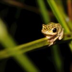 photo of a yellow dotted frog sitting on a leaf