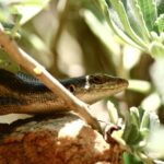 photo of a gecko beneath green flowers