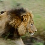 photo of a lion running through grass