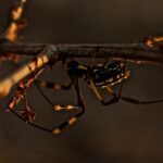 detailed photo of a black and white spider hanging from a branch