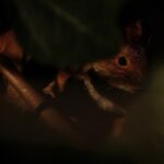 dark nighttime photo of a squirrel or mouse
